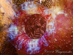 "Inside the Tunicate" - Banta Island, Komodo (Canon G9, I... by Marco Waagmeester 